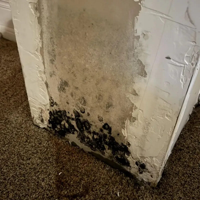 Professional Mold Removal in Springville, UT